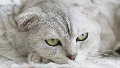 巴彦淖尔高价上海医保提取2025的最新政策(2025年巴彦淖尔上海医保怎么提取现金分享)